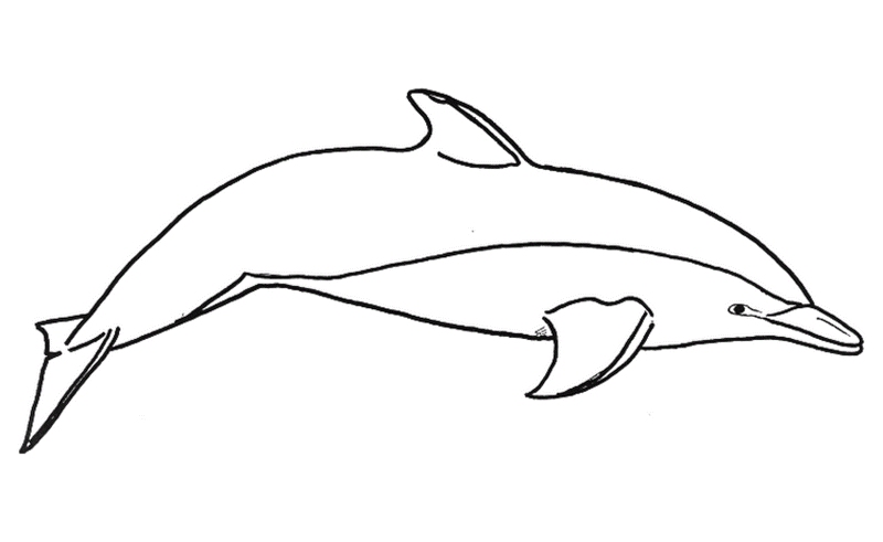 Kolorowanka delfin 051