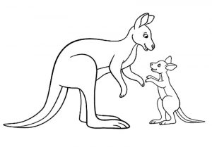 Kolorowanka kangur 001