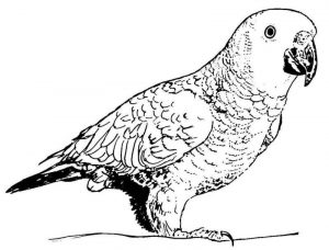 Kolorowanka papuga 050
