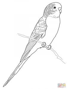 Kolorowanka papuga 062