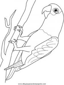 Kolorowanka papuga 066