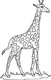 Kolorowanka żyrafa 004