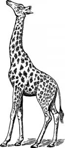 Kolorowanka żyrafa 039