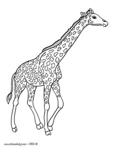 Kolorowanka żyrafa 051