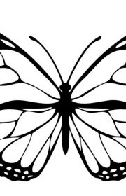 Czarny motyl - obrazek do kolorowania