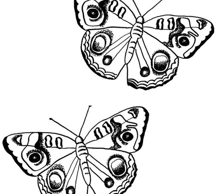 Kolorowanka z dwoma motylkami do druku