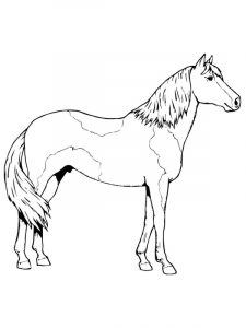 Koń arabski - kolorowanka dla dzieci