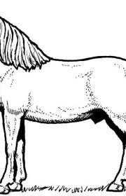 Koń Mustang kolorowanka dla dzieci