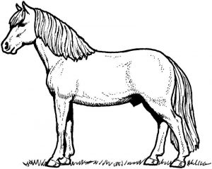 Koń Mustang kolorowanka dla dzieci