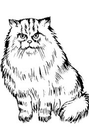 Kot perski - kolorowanka dla dzieci