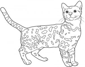 Maine Coon kolorowanka z kotem dla dzieci