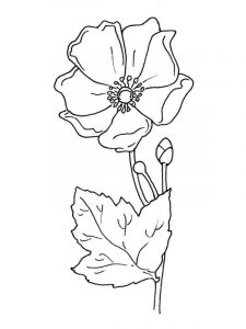 Mak - kolorowanka z kwiatem dla dzieci