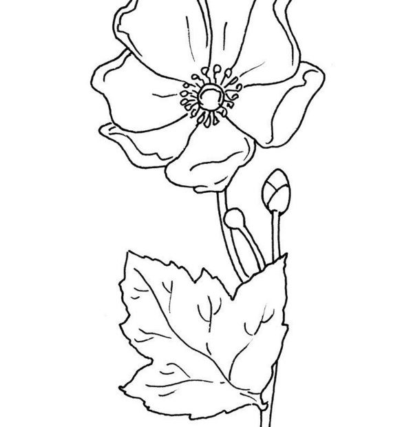 Mak - kolorowanka z kwiatem dla dzieci