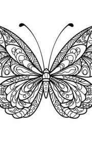 Motyl - darmowa kolorowanka dla dzieci