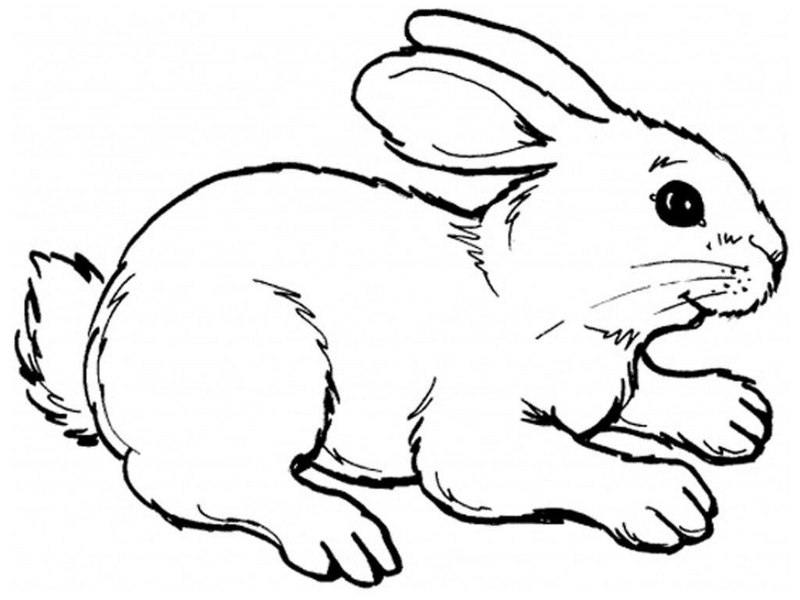 Rysunek królika do wydrukowania