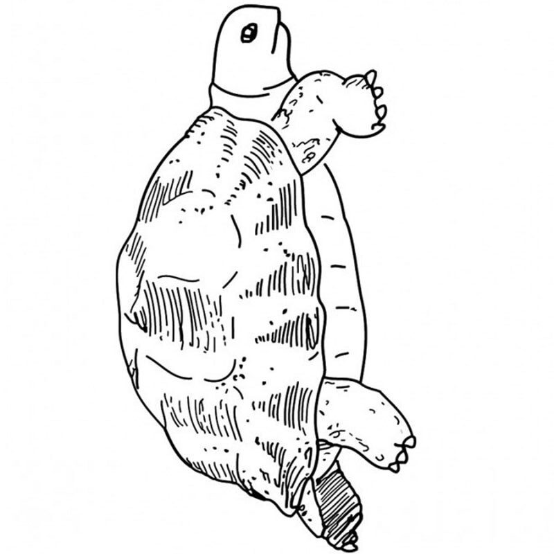 Żółw błotny - kolorowanka do druku