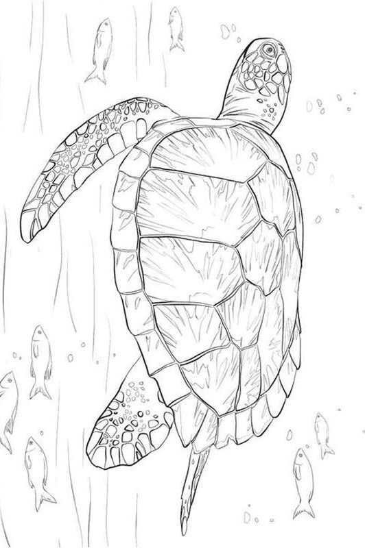 Żółw wodny malowanka do druku