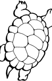 Żółw z ogromną skorupą - kolorowanka dla dzieci