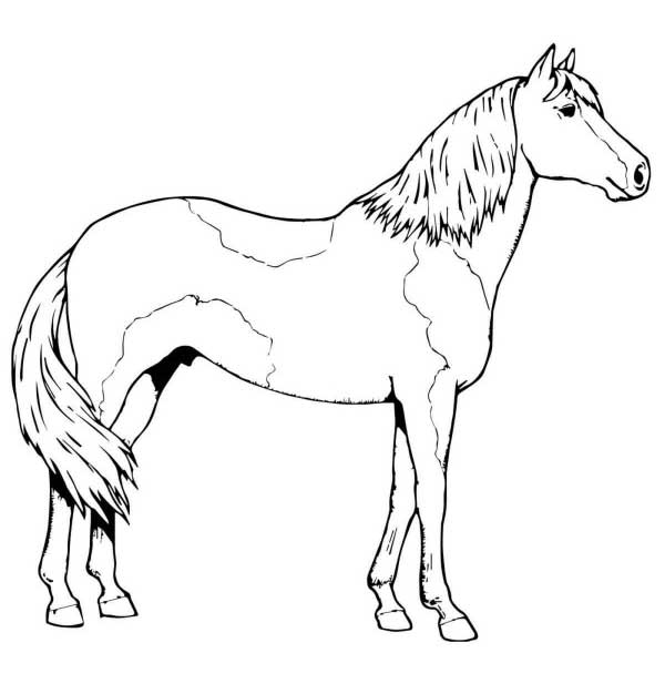 Kolorowanki konie
